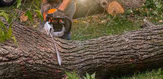 Tree and Shrub Care in Trafford, PA