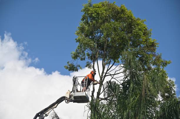 Best Hedge Trimming  in Trafford, PA