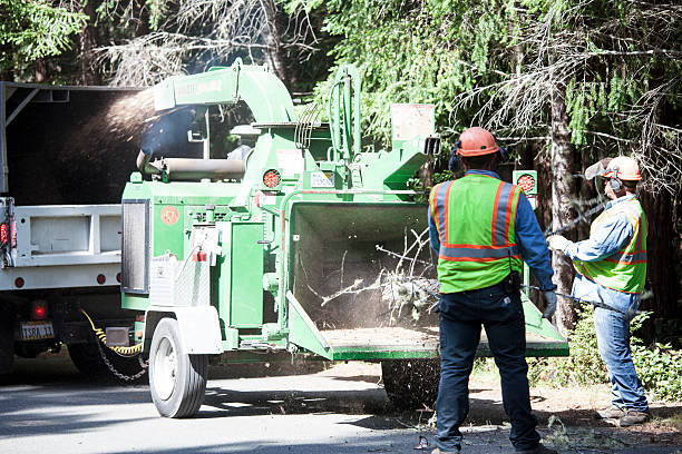 Best Tree Removal  in Trafford, PA