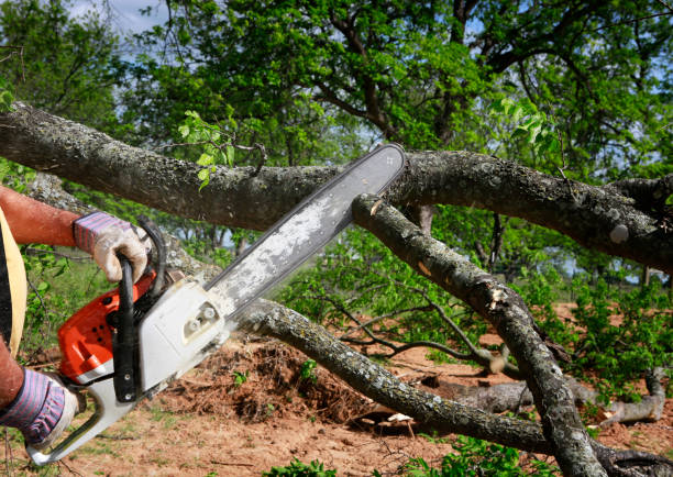 Trafford, PA Tree Removal Services Company